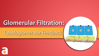 Glomerular Filtration Tubuloglomerular Feedback [upl. by Klingel329]