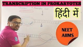 Structure and Function of a Prokaryotic Cell Bacteria [upl. by Annoved]