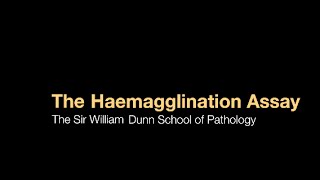 The Haemagglutination assay [upl. by Mickie]