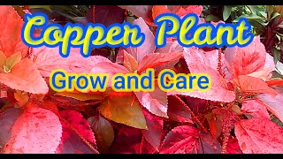 Acalypha wilkesianaCopper Plant How to grow care and propagate [upl. by Truk]