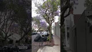 Jacarandas in Ashmore St Erskineville [upl. by Edwin]