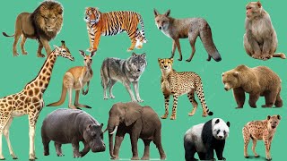 Wild animals name WILD ANIMALS Learn Wild AnimalsName in English [upl. by Atwekk]