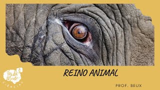 REINO ANIMAL  Ensino Fundamental [upl. by Reivad]