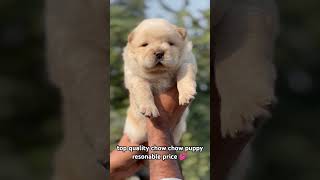 TOP QUALITY CHOW CHOW PUPPY ❤️ cute doglover puppy doglover 2024 youtube shortvideo trending [upl. by Dareen]