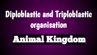 Diploblastic and triploblastic organisation  animal kingdom  class 11 Biology [upl. by Nolyak]