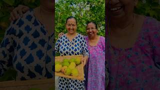 Peraka harvest agriculture gauva garden Meghna vincent trending shorts [upl. by Eelesor188]