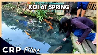 KOI OF SIR DODONG AT TUBURAN SPRING ZONE 2 LOWER BULUA CAGAYAN DE ORO  FISH FEEDING [upl. by Lezlie]