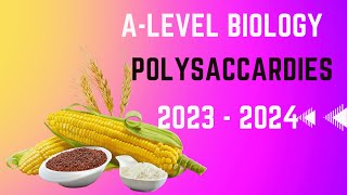 Alevel Biology 2024 Polysaccharides 🍚 starch 🥔 amylose and amylopectin [upl. by Derwin]