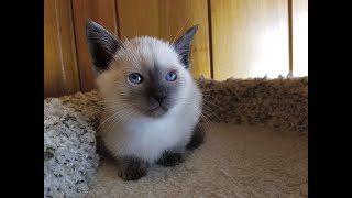 Gorgeous Applehead Siamese and Balinese Kittens Available in North Carolina [upl. by Libna865]