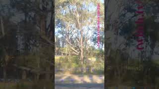 VLINE Southern Cross To Albury NSW 101024 steamrail shorts shortvideo train travel views [upl. by Vasquez]