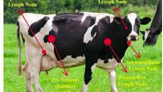 10 Clinical Examination lymph nodes [upl. by Nylynnej]