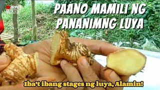 Vlog 109 Paano PUMILI ng pananim na Luya  Ibat Ibang Stages ng LUYA Alamin  May PERA SA LUYA [upl. by Raseac]