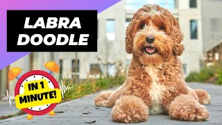 Labradoodle 🐶 The Friendliest Crossbreed Dog  1 Minute Animals [upl. by Codie]