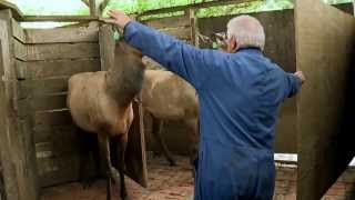 Handling Elk amp Wapiti in New Zealand [upl. by Anitak520]