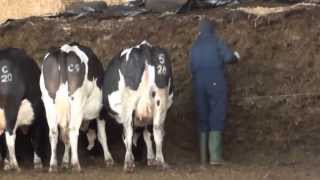 feeding silage to the cows [upl. by Byrn]