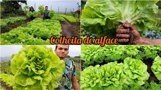 o segredo para uma EXCELENTE COLHEITA de alface  plantando acelga [upl. by Ahsaetal521]