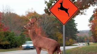 Please Move The Deer Crossing [upl. by Clower317]