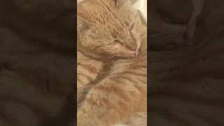 Orange Cat shortvideo shorts short [upl. by Limaj]