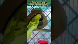 বাজরিগার পাখি।how to bajrigar pakiকমোরিয়া ডোলো ডোলে গান।komoria dola dola song shortsvideobirds [upl. by Abelard]