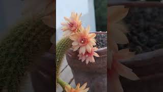 bitkibakımı cactimania plants plant followme garden kaktus cactus flowers [upl. by Gussi125]