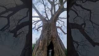 More than 500 years old Baobab Tree in Tarangire National Park Africa Safari 2024 Adventure [upl. by Mossman]