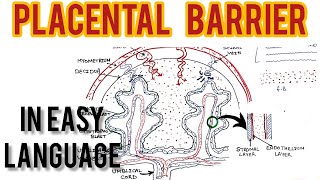 Placental Barrier anatomy  structure and function by Lokesh dhiman  Short lecture tutorial [upl. by Burns492]