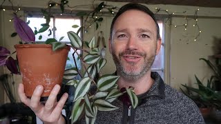 Tradescantia Zebrina  Wandering Jew Care Guide and Repot [upl. by Mufi]