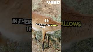 Shocking Antelope Facts You Wont Believe [upl. by Deborah]