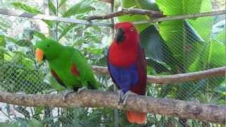 Santuario lapas NATUWA  Macaw Sanctuary NATUWA [upl. by Cartwell]