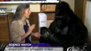 Scientists Successfully Teach Gorilla It Will Die Someday [upl. by Cannell887]