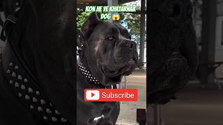 Cane corso the monster dog  😱trending dengerous [upl. by Nylekcaj]