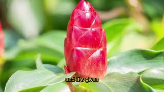 how to use costus root powder throat problem [upl. by Araccat]