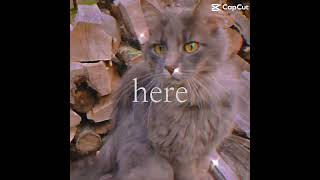 Weasel edit cat sad sadcat [upl. by Cirilla661]