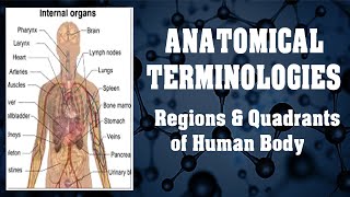 Anatomical Terminologies  Regions amp Quadrants of Human Body [upl. by Donnelly364]