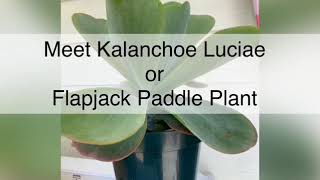 How to Care and propagate Flapjack Paddle Plant [upl. by Eatnuahs]