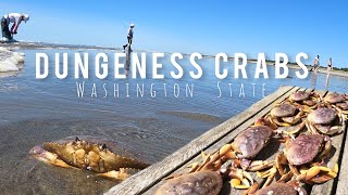 Dungeness Crab June 2023 Washington State [upl. by Anaig766]