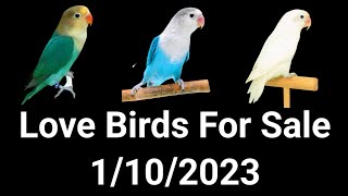 Love birds for sale  Love bird price 2023  love bird price list  Welcome Aviary official  birds [upl. by Earesed]