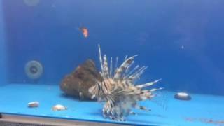 Lionfish Eating Goldfish [upl. by Alleris751]