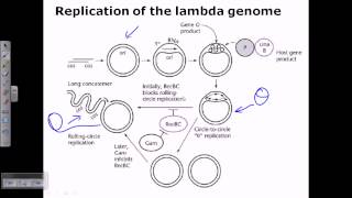 Lambda phage genome replication [upl. by Chaddy852]