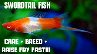 Swordtail Fish Care  Breed  Raise Fry Fast  the ESSENTIAL guide to keeping Swordtails [upl. by Bonnes]