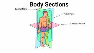 Anatomical body planes and sections  Sagittal  Frontal  transverse plane  body sections [upl. by Aicekal]