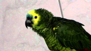 LORO LALO CANTA quot CIELITO LINDO quot HD [upl. by Aruat484]