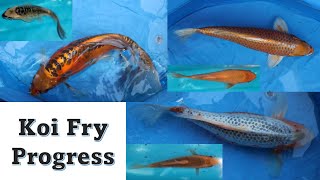 Koi Fry Progression [upl. by Penhall]