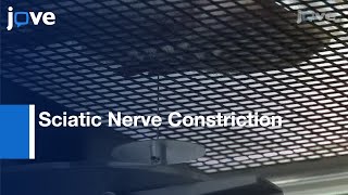 Sciatic Nerve Constriction and Pain Hyersensitivity Testing [upl. by Anoyet]