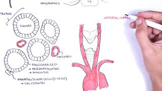 Thyroid Gland Anatomy  embryology blood supply venous drainage innervation histology [upl. by Eniamrej774]