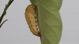 Spicebush Swallowtail from egg to Chrysalis [upl. by Clim511]