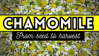 Avoid This Mistake When Growing Chamomile From Seed  How To Grow Harvest amp Make Chamomile Tea [upl. by Lefkowitz]