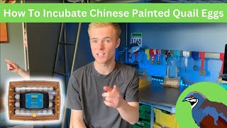 How to Incubate Chinese Painted Quail Eggs From Ebay [upl. by Meean]