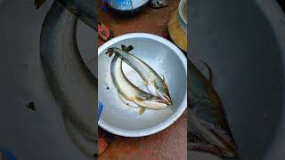 Beautiful Bangladeshi Boal Fish bdfish riverfish fish shortvideo shorts [upl. by Lavro673]