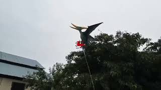 Lifelike flying pterosaur for events [upl. by Imotih]